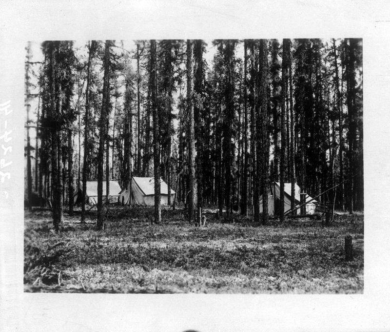 Campement dans une forêt de pins gris, CôteNord BAnQ numérique